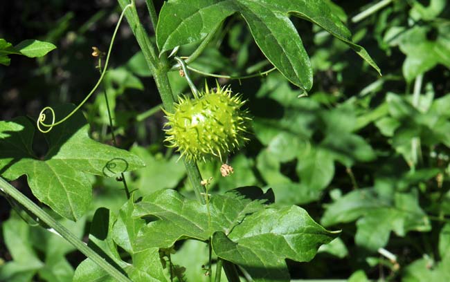 Marah gilensis, Wild Cucumber, Southwest Desert Flora